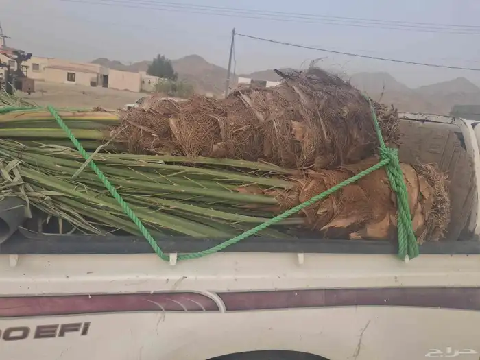 نخل البيع بجميع انواعه مكه جده 0