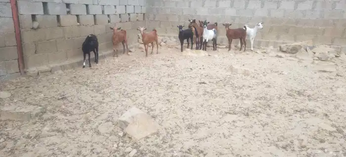 للبيع 10 جفير بفحلها 0