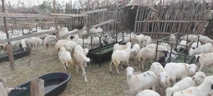 كباشه بلدي ذبائح فاخره العدد 100 1