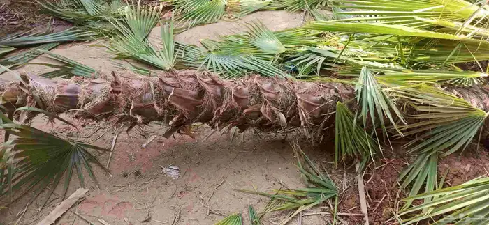 نخل واشنطني 1