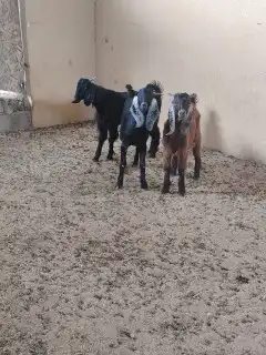 تيوس بريه مخصى 2
