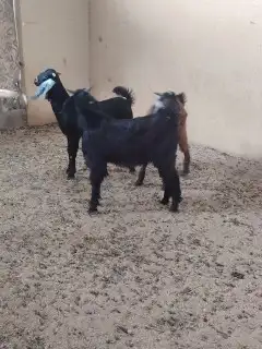 تيوس بريه مخصى 1