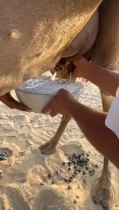 للبيع خلفه ساحليه كفو ديس وحليب 2