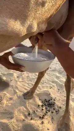 للبيع خلفه ساحليه كفو ديس وحليب 3