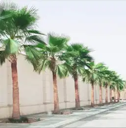 نخيل بجميع انواعه ومقاساته 6