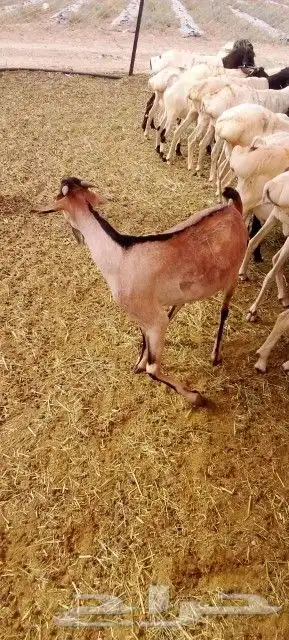 موقعنا الرياض مكه تبوك الباحة 27