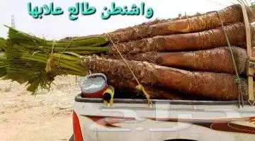 نخيل بجميع انواعه ومقاساته 8