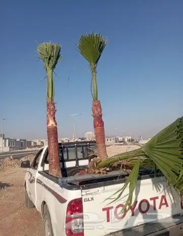 نخيل بجميع انواعه ومقاساته 7