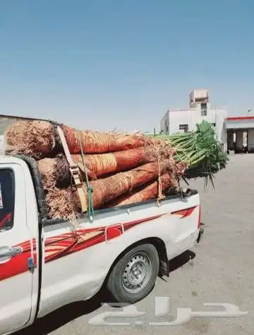 نخيل بجميع انواعه ومقاساته 3