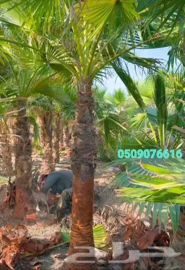 نخيل بجميع انواعه ومقاساته 2