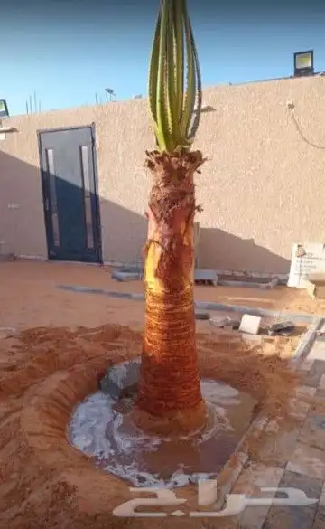 نخيل بجميع انواعه ومقاساته 4