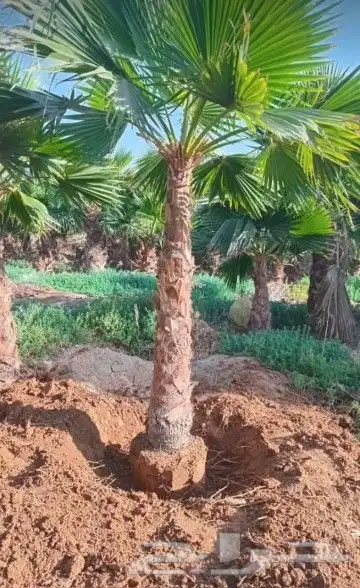 نخيل بجميع انواعه ومقاساته 1