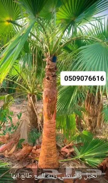 نخيل بجميع انواعه ومقاساته 0