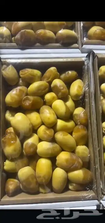 نخيل واشجار وزيتوان 0
