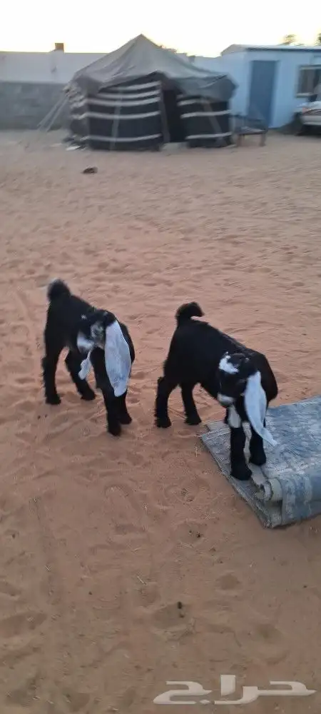 عنز تامه معها 3تيوس طيبات 4