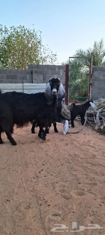 عنز تامه معها 3تيوس طيبات 0