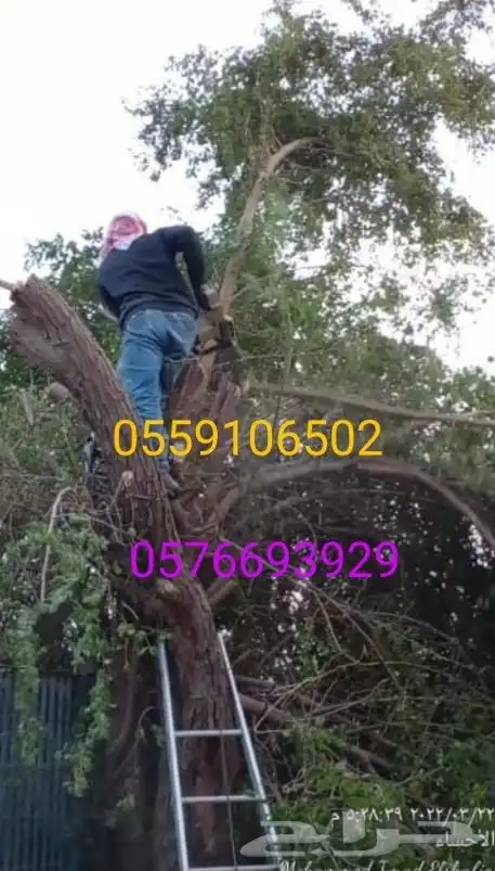 قليل نحل تنظيف نخل وشنتن تكريب النظافه 0