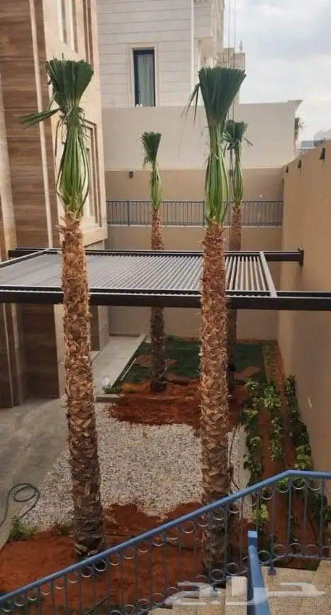 نخيل.للبيع 5