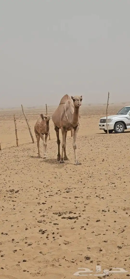 للبيع خلفه ساحليه كفو ديس وحليب 0