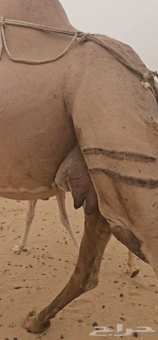 للبيع خلفه ساحليه كفو ديس وحليب 9