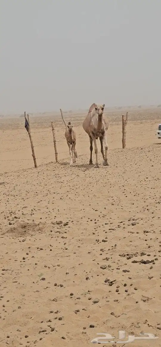 للبيع خلفه ساحليه كفو ديس وحليب 5