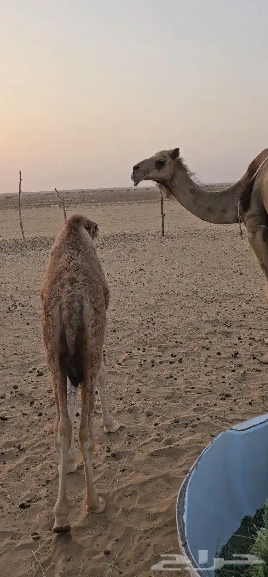 للبيع خلفه ساحليه كفو ديس وحليب 10