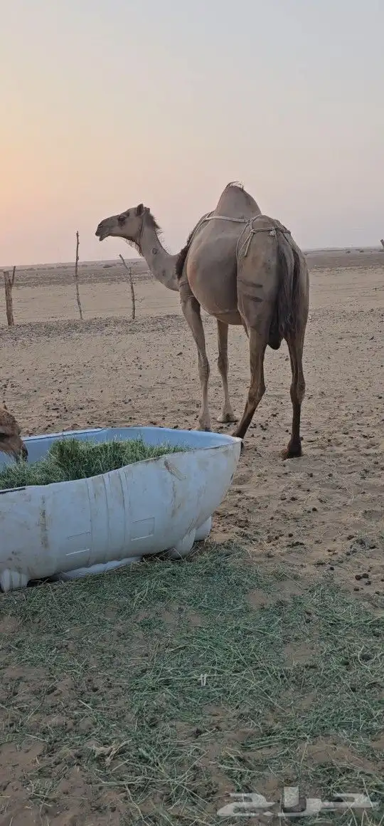للبيع خلفه ساحليه كفو ديس وحليب 11