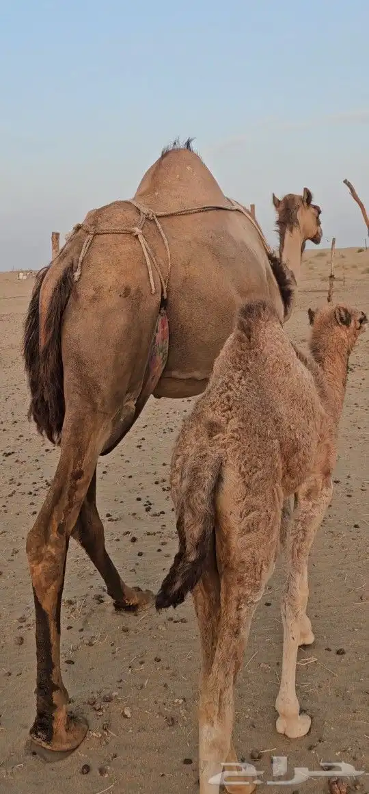 للبيع خلفه ساحليه كفو ديس وحليب 12