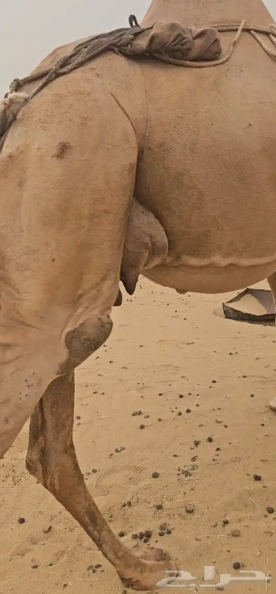 للبيع خلفه ساحليه كفو ديس وحليب 8
