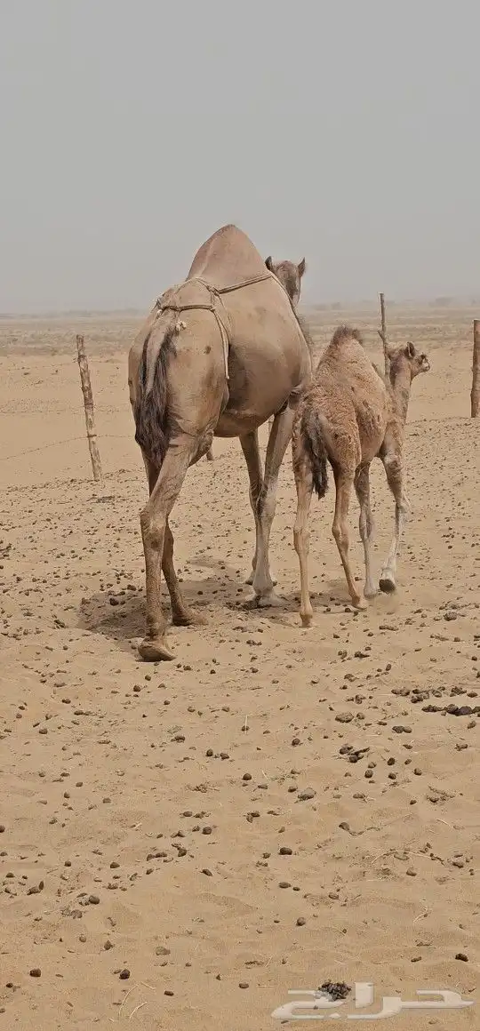 للبيع خلفه ساحليه كفو ديس وحليب 1