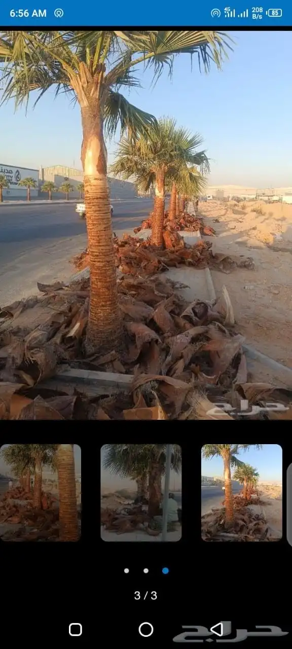 قليل نحل تنظيف نخل وشنتن تكريب النظافه 2