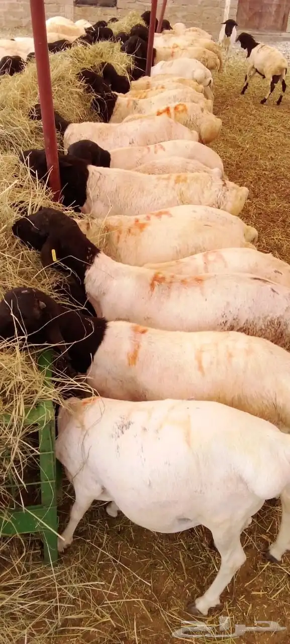 غنم بربري حي للتجار فقط بأسعار منافسة 1