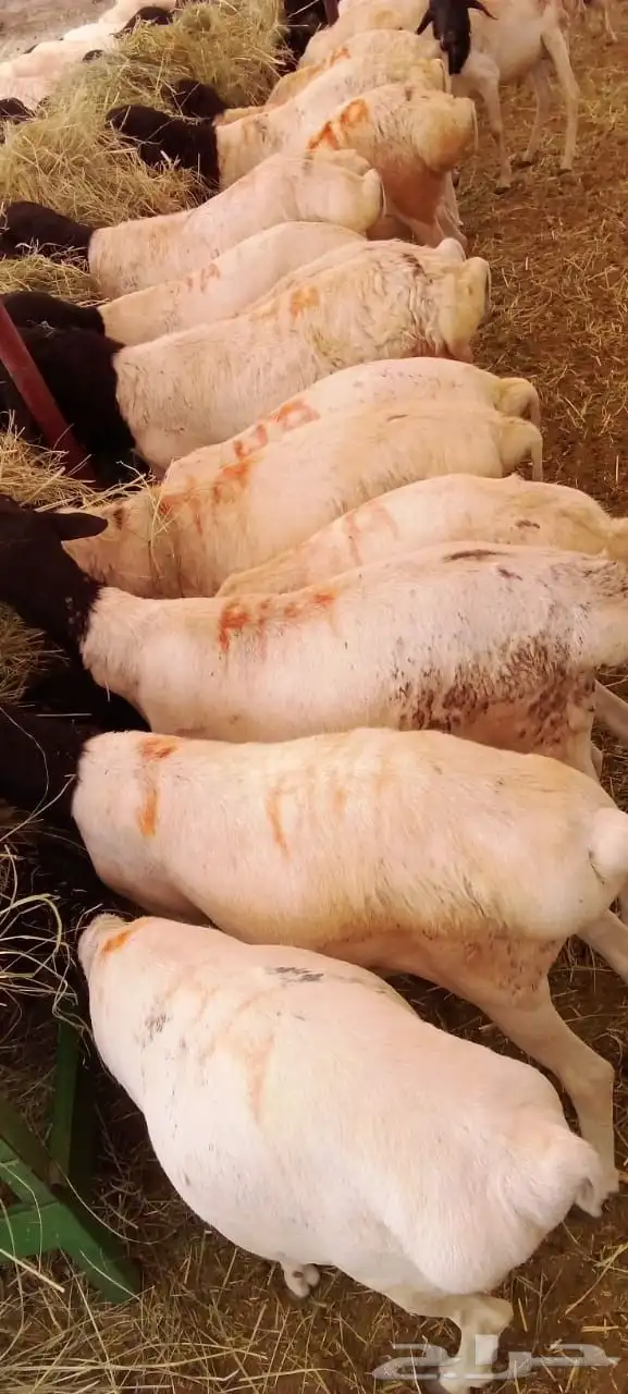 غنم بربري حي للتجار فقط بأسعار منافسة 2