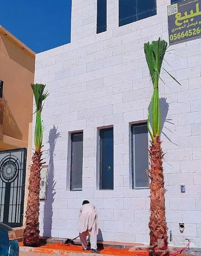 نخل واشنطني زينه 2