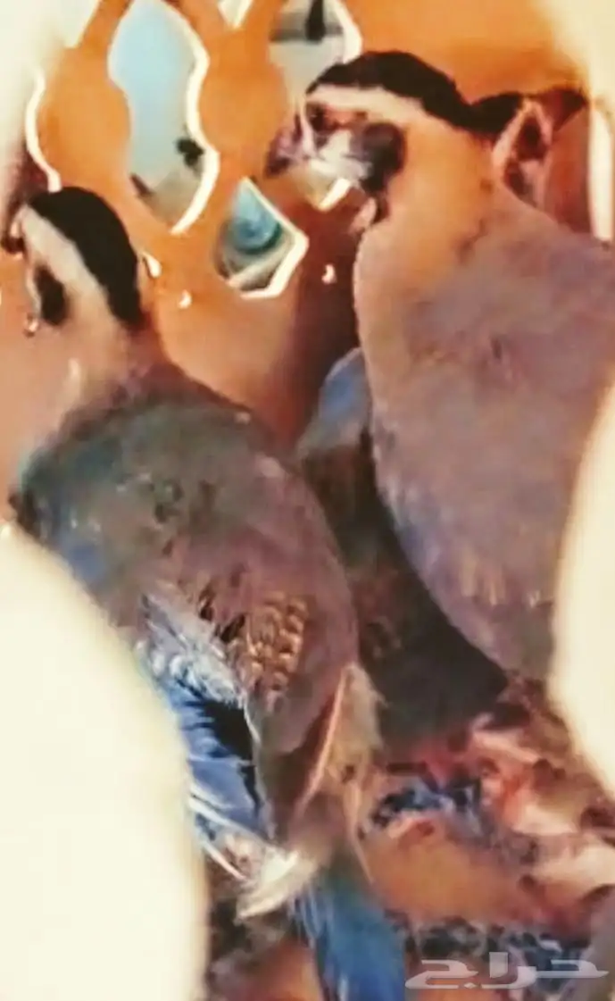 عقايب قهدي حجل 3