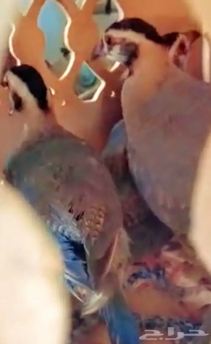 عقايب قهدي حجل 2