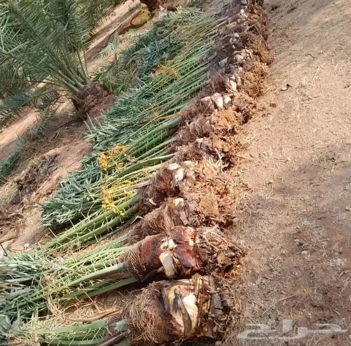 مشاءالله تبارك الله نخل طيب مثمر 3