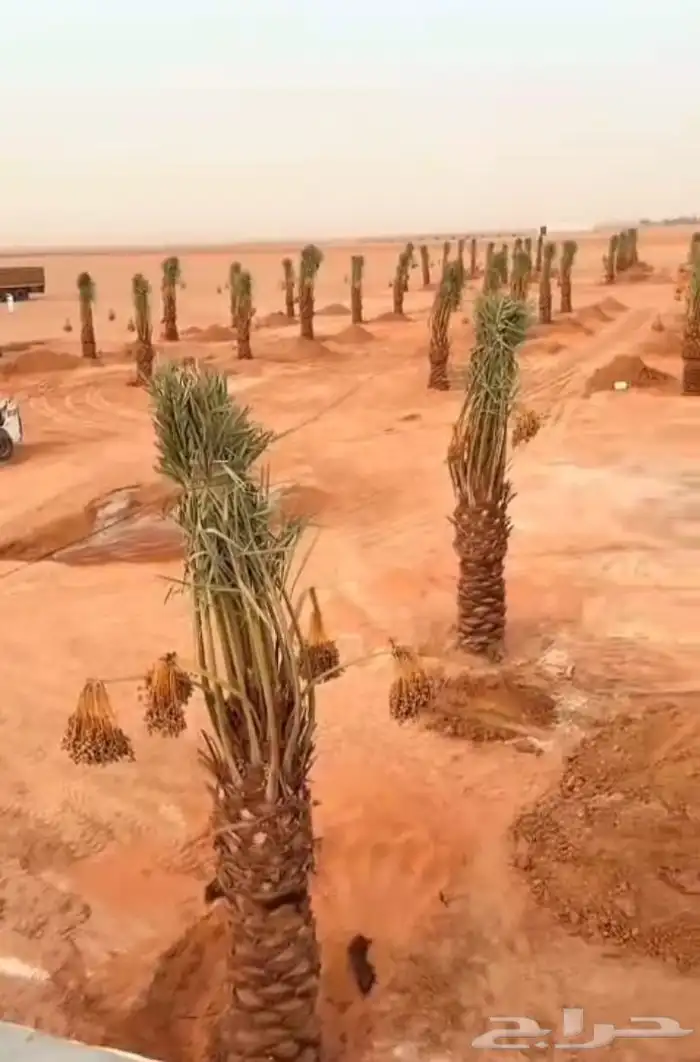 نخيل الخرج 8