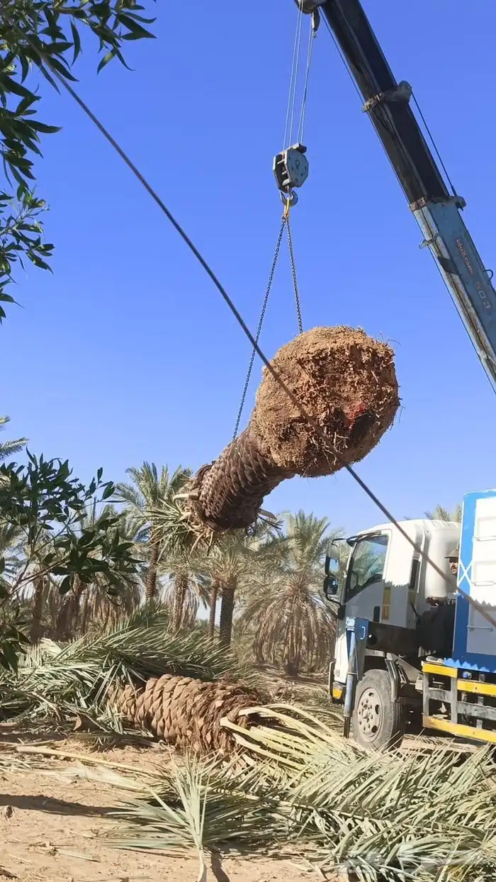 قليل نحل تنظيف نخل وشنتن تكريب النظافه 3