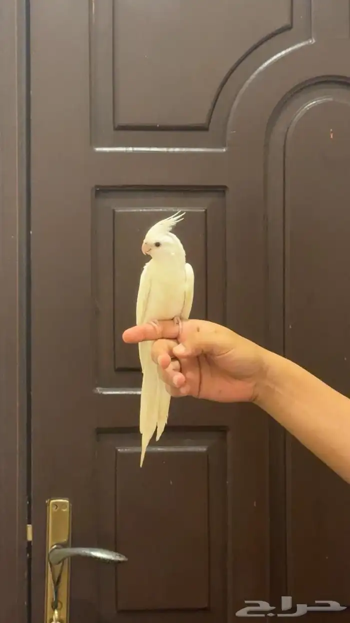 فرخ كروان لاتينو عيون حمرا 0