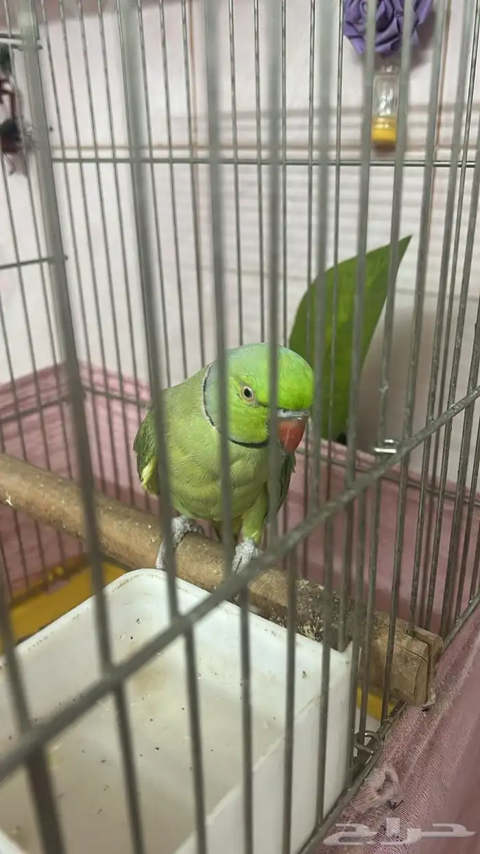 طيور 0