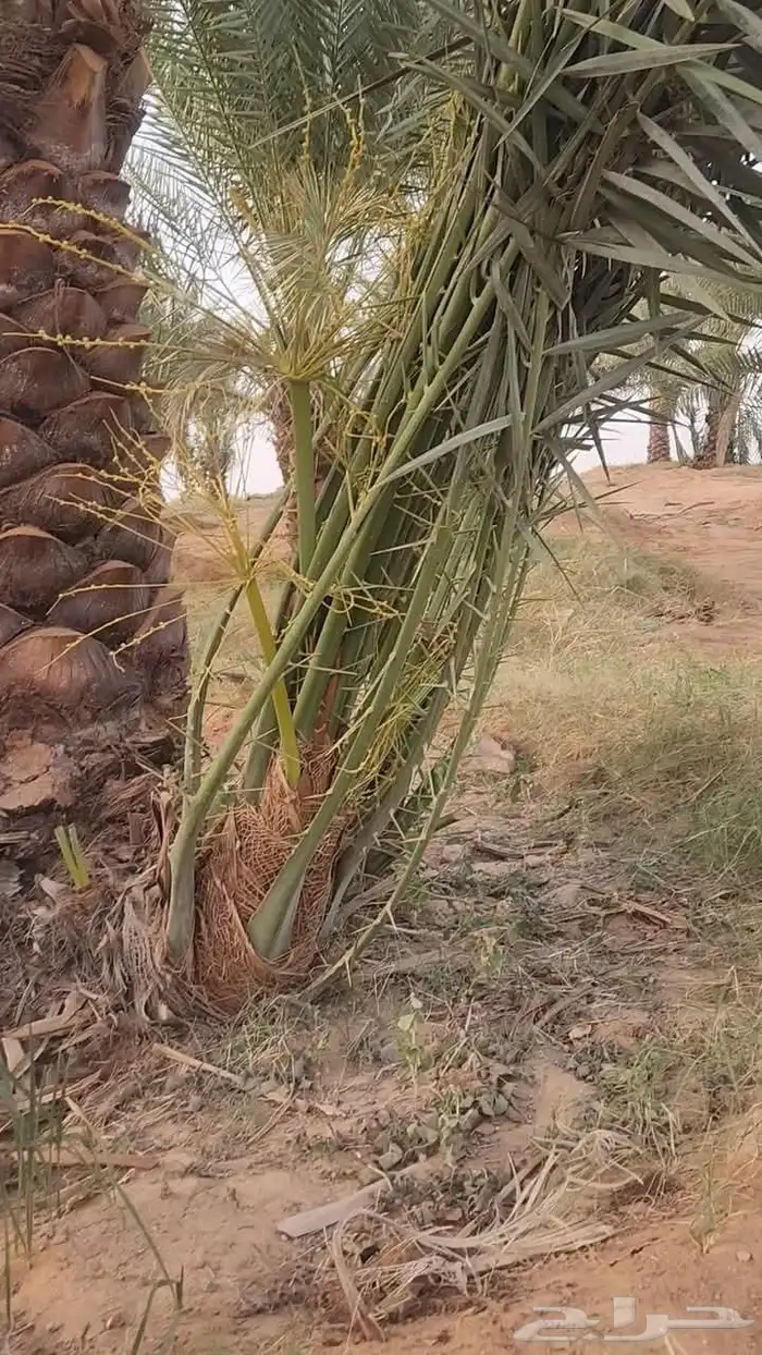 نخل خلاص برحي سكري 5