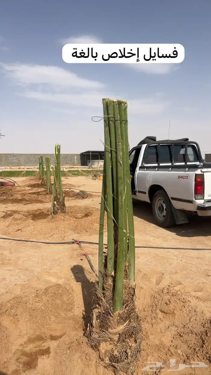 نخيل مثمر سكري صقعي مجدول برحي رواثان خلاص 3
