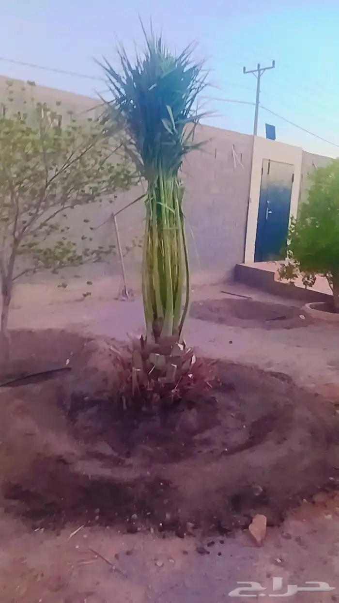 يوجد لدينا جميع انواع النخيل المثمرة وزينه 1