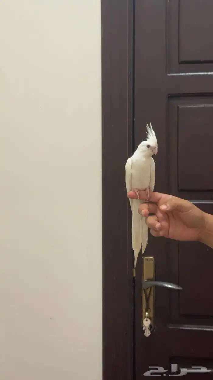 فرخ كروان لاتينو عيون حمرا 1