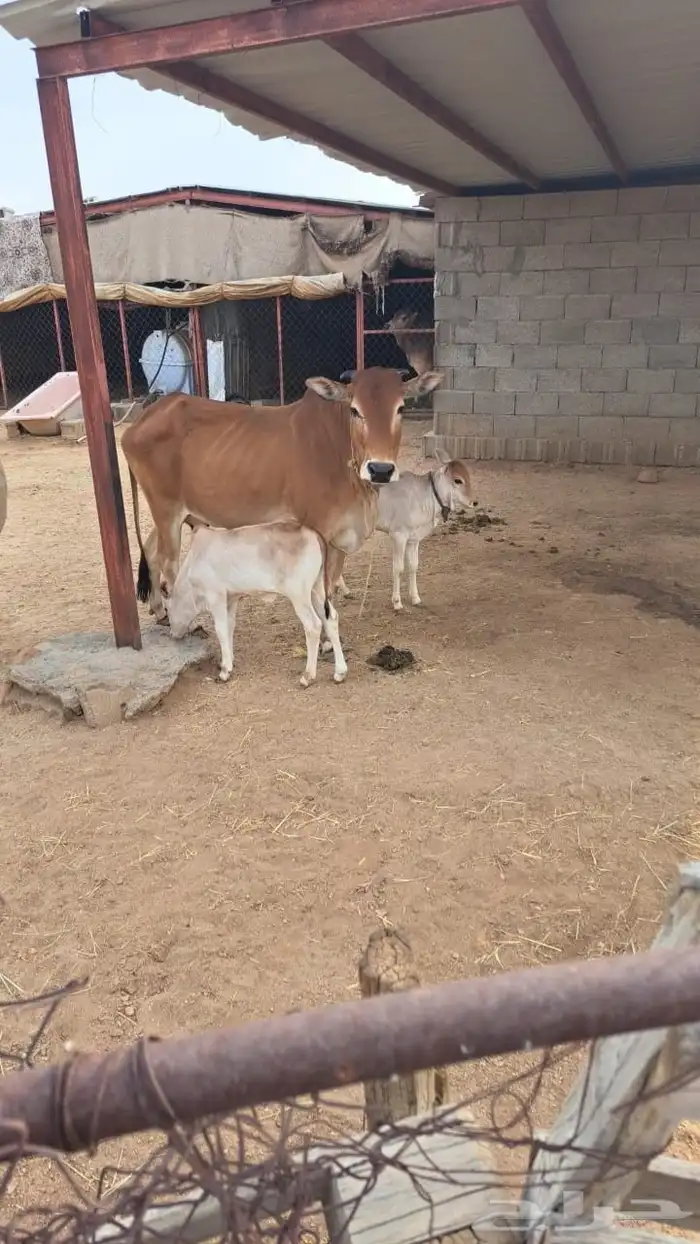 بقر طيبه للبيع 3