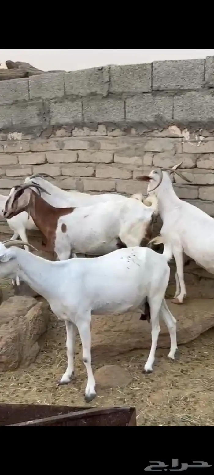 معزا مقاني 2