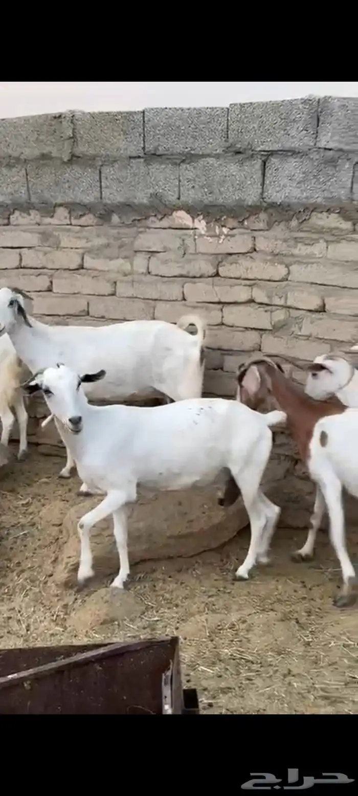 معزا مقاني 0