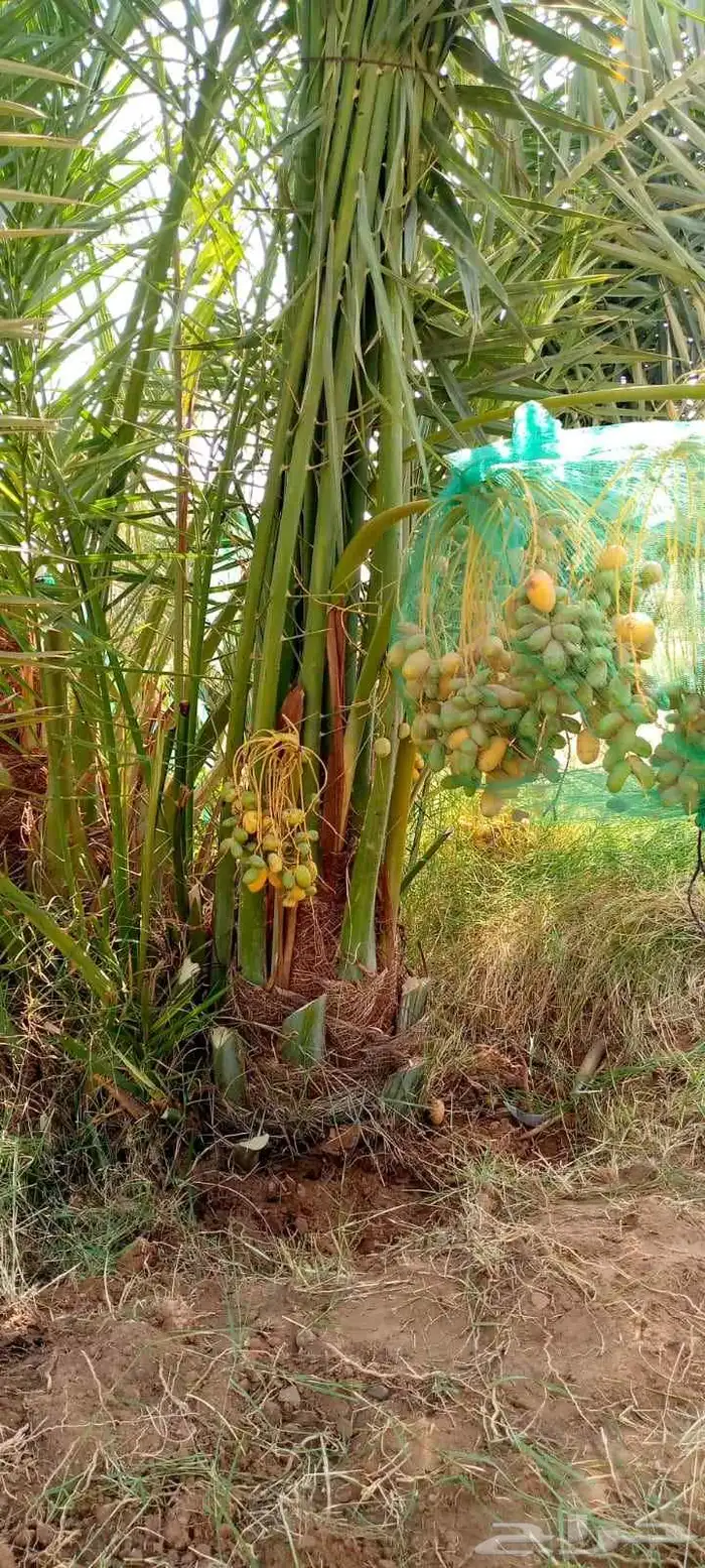 نخيل مثمر سكري صقعي مجدول برحي رواثان خلاص 0