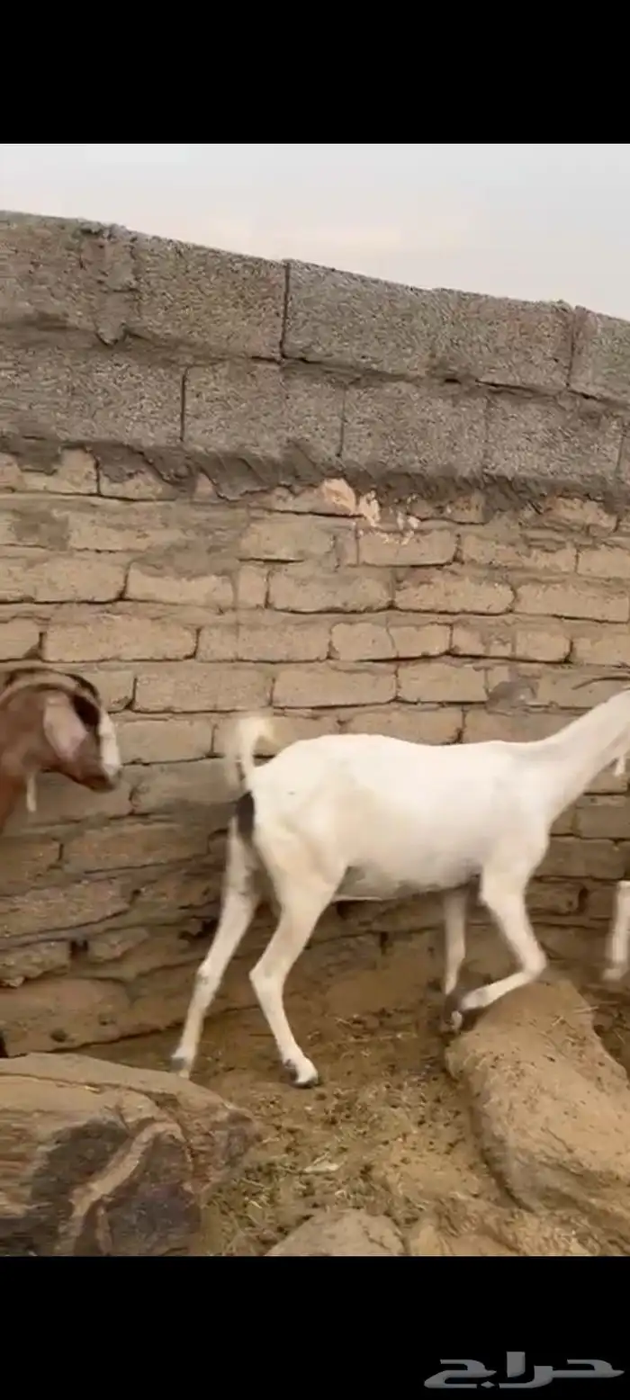 معزا مقاني 1